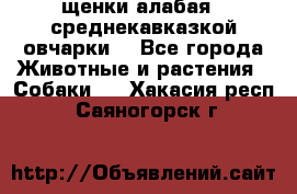 щенки алабая ( среднекавказкой овчарки) - Все города Животные и растения » Собаки   . Хакасия респ.,Саяногорск г.